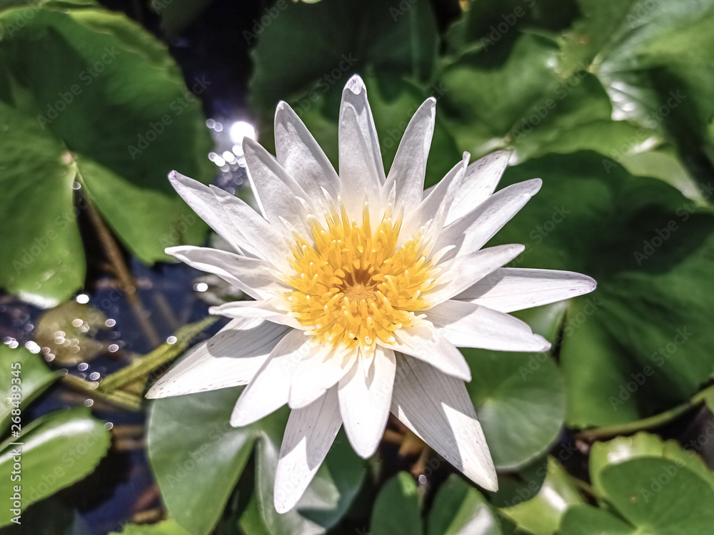 Beautiful lotus flower in a large pond5 Beautiful lotus flower in a large pond5