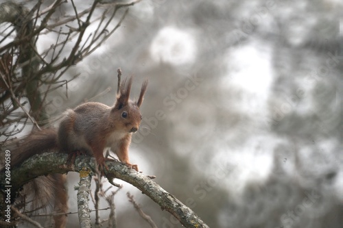 Squirrel background