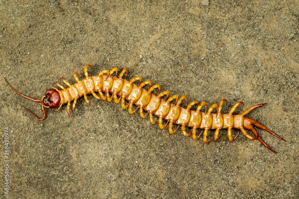 Fototapeta premium Image of dead centipedes or chilopoda on the ground. Animal. poisonous animals.