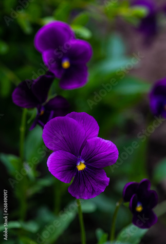 Tricolor viola flowers