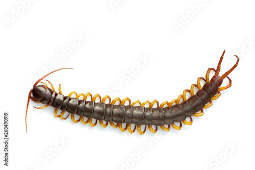 Leinwand Poster Image of centipedes or chilopoda isolated on white background