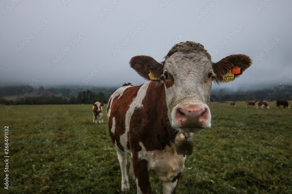 a herd of cows in cloudy weather