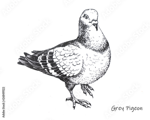 Принти на полотні hand-drawn city grey pigeon pen drawing