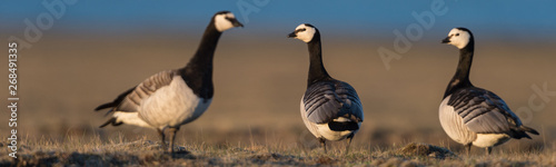 Barnacle geese in beautiful light in Icelandic summer landscape. photo