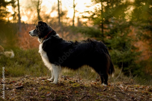 black and white border collie in the green forest at sunrise