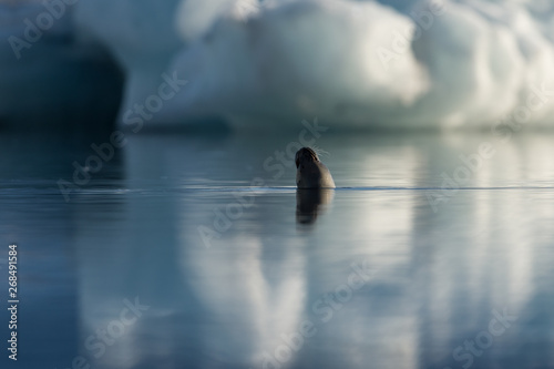 Wallpaper Mural Common seal swimming around in the Jökulsárlón glacial lake Torontodigital.ca