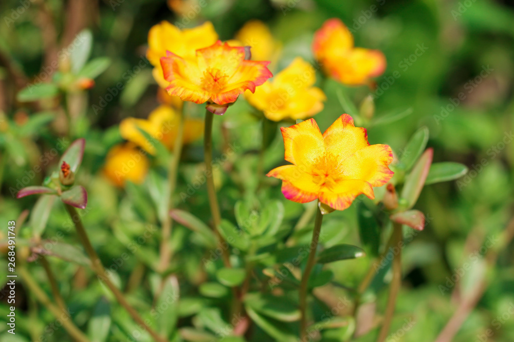 Flower Portulaca oleracea Blossoming in the morning sun in the summer of Thailand Flower Portulaca oleracea Blossoming in the morning sun in the summer of Thailand