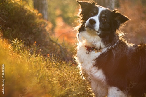 border collie in green nature at spring sunrise © Tereza