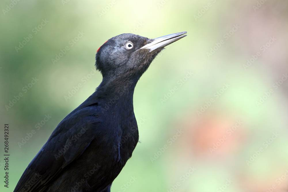 Obraz premium Female of Black woodpecker, Dryocopus martius