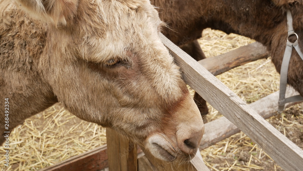 Fototapeta premium sad ass standing in the stall