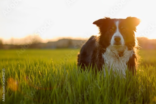 black and white border collie in green meadow with grass at spring sunset
