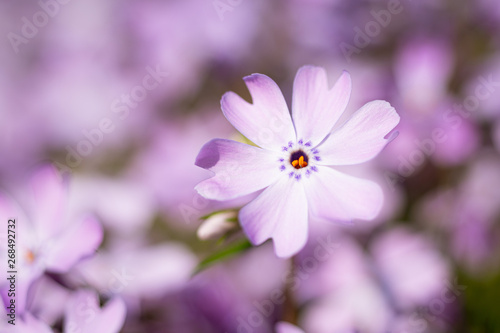 Close up flowers purple summer 