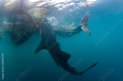 Whale Shark close encounter in west papua cenderawasih bay photo