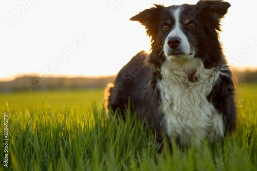 black and white border collie in green meadow with grass at spring sunset