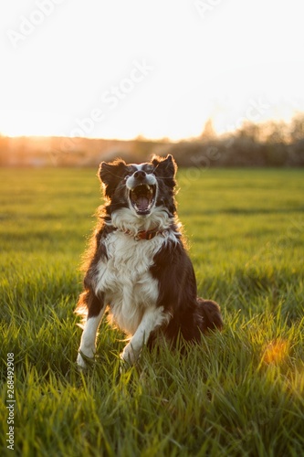 Jumping bordercollie in the green meadow with blades of grass © Tereza