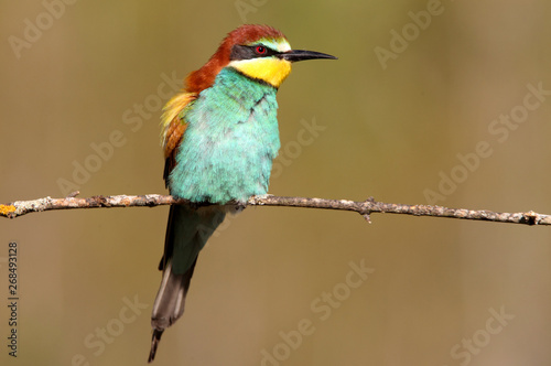 European Bee-eater, Merops apiaster © Jesus