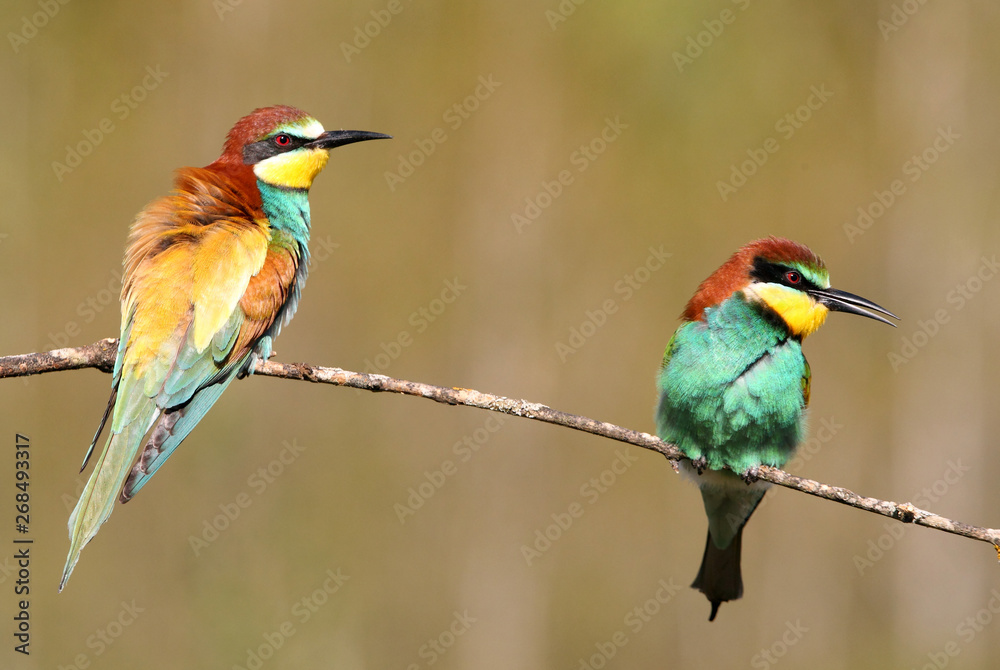 Fototapeta premium European Bee-eater, Merops apiaster