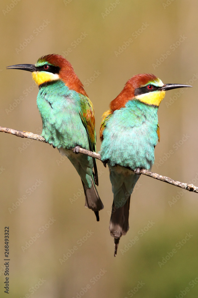 European Bee-eater, Merops apiaster