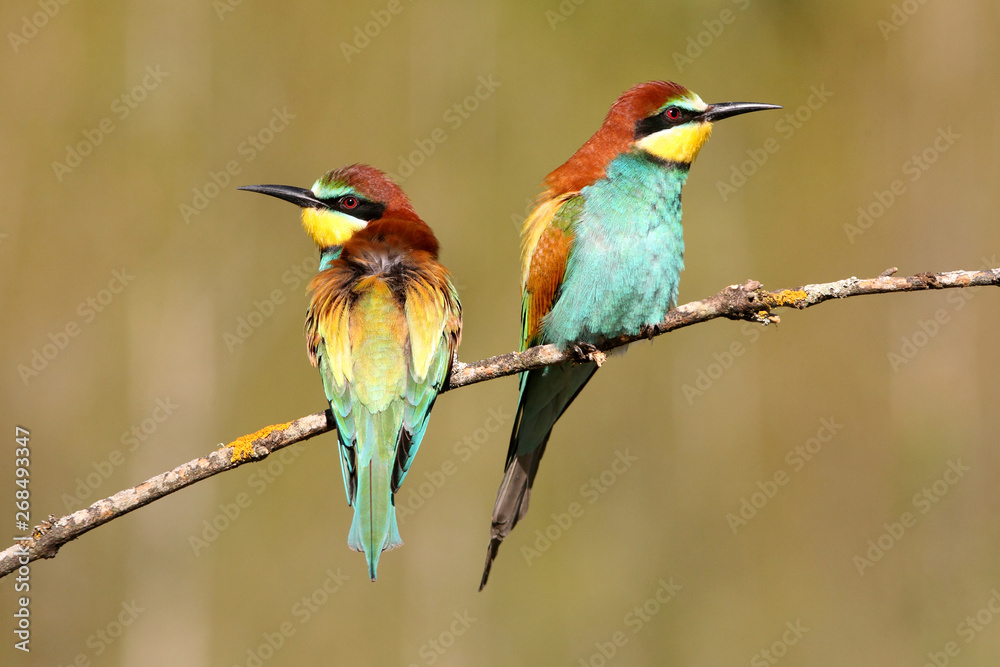 European Bee-eater, Merops apiaster European Bee-eater, Merops apiaster