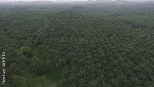 aerial view of huge palm plantations in Indonesia photo