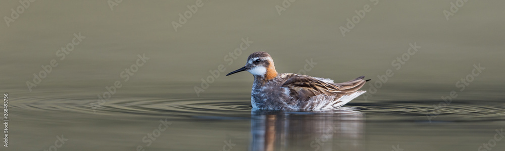 Fototapeta premium The red-necked phalarope (Phalaropus lobatus) in beautiful light in an Icelandic lake