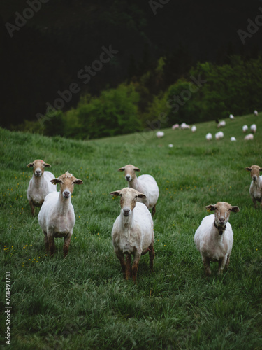 Grazing sheeps on a pasture