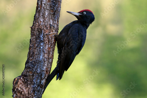 Schilderij op canvas Male of Black woodpecker, Dryocopus martius