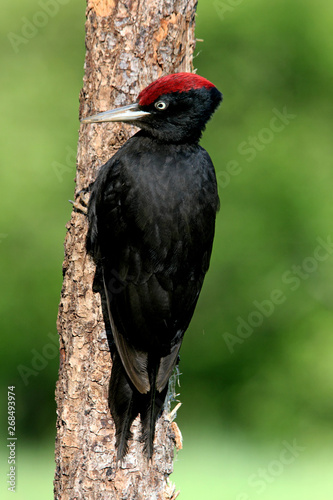 Male of Black woodpecker, Dryocopus martius © Jesus