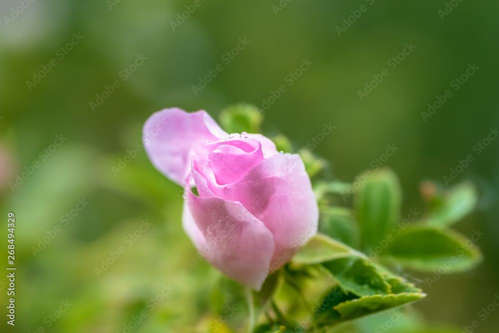 Natural wild rose with water drops at sunrise Natural wild rose with water drops at sunrise