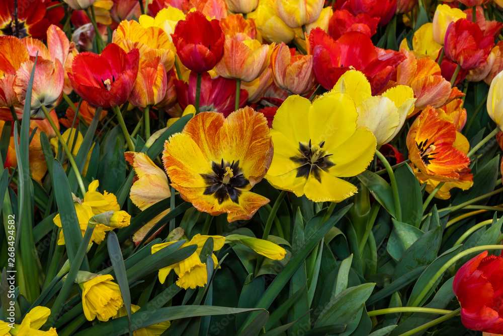 Gelb und rot blühende Tulpen