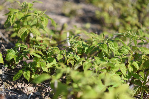 Seedlings, bushes of raspberry on field