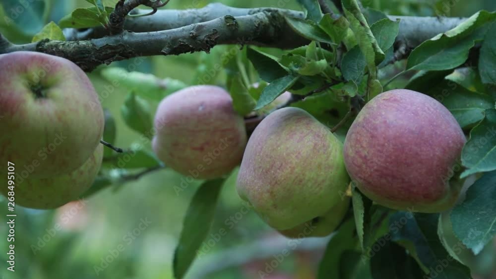 Beautiful Red apples in Apple Orchard in Himalayas. Himalayas Apple. Uttarakhand Apple. Upper Himalayas Apple.India Apples.Apples Blooming trees. Beautiful Red apples in Apple Orchard in Himalayas. Himalayas Apple. Uttarakhand Apple. Upper Himalayas Apple.India Apples.Apples Blooming trees.