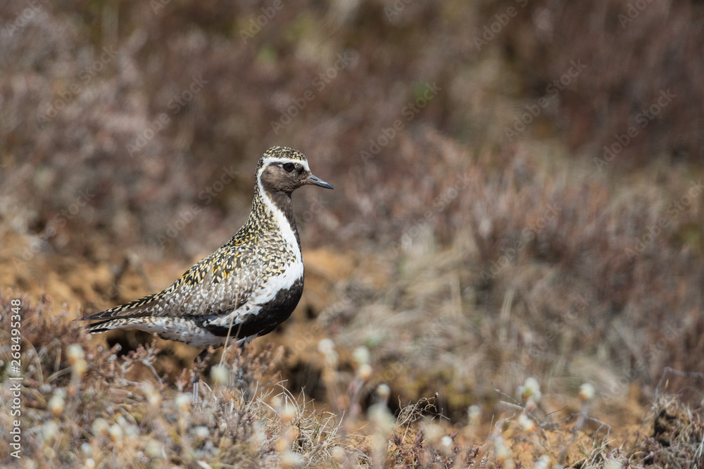 Golden Plover, despite his remarkable breeding plumage still well camouflaged in the Icelandic graslands. Golden Plover, despite his remarkable breeding plumage still well camouflaged in the Icelandic graslands.