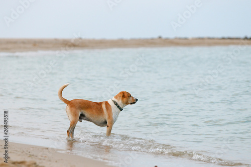 Dog on the beach running on the water
