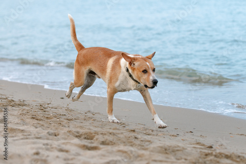 Dog runs along the sea on the beach