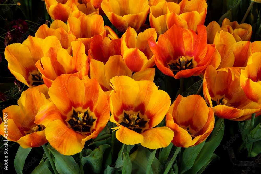 Fototapeta premium Gelb-orangerote Tulpen