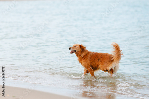 Dog swimming in the sea on the beach