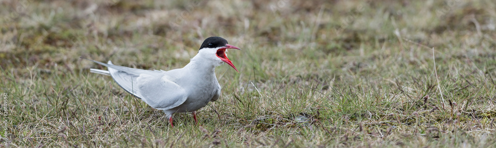 The Arctic tern (Sterna paradisaea) is a tern in Iceland The Arctic tern (Sterna paradisaea) is a tern in Iceland