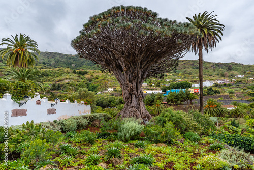 Old millenary Dragon Tree of Icod de los Vinos in Tenerife  Spain
