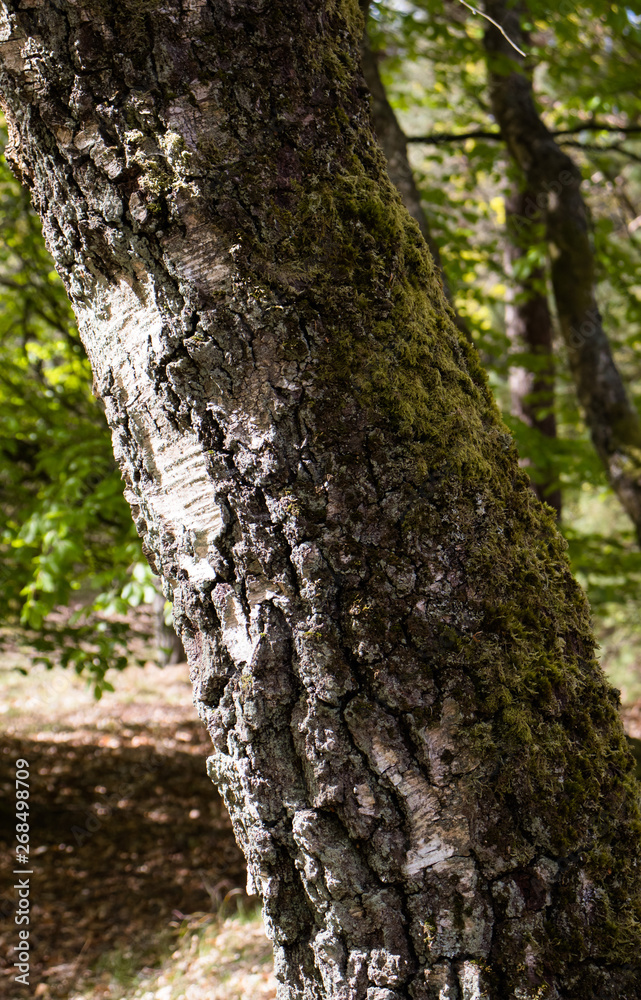 Baum Birke Stamm Rinde Baumstamm