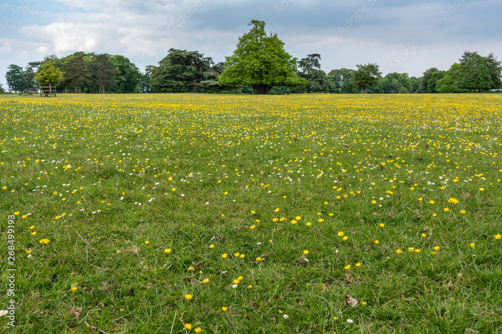 Obraz premium The buttercup field going of into the distance