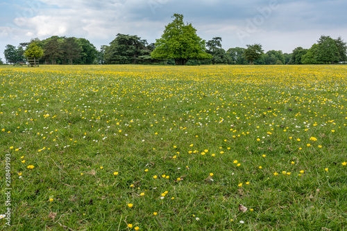 The buttercup field going of into the distance