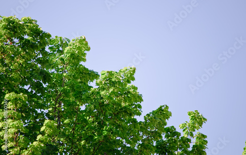 trees with green leaves and a blue sky on a sunny day