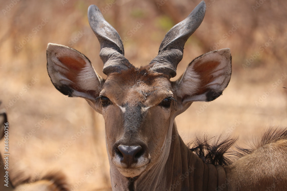 Fototapeta premium Antilope, 8