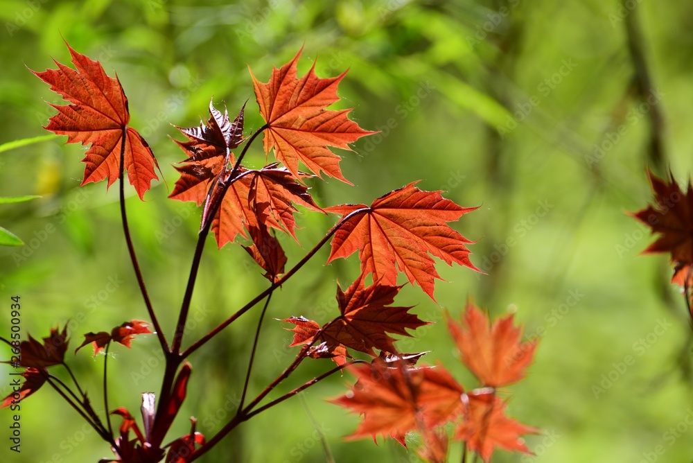 Ahorn Blätter Rot Lichtschimmer Sonne durchscheinen Natur Makro Ahorn Blätter Rot Lichtschimmer Sonne durchscheinen Natur Makro