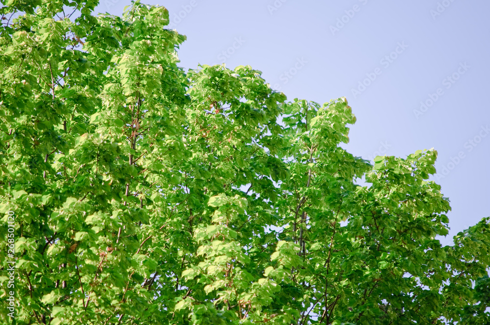 trees with green leaves and a blue sky on a sunny day