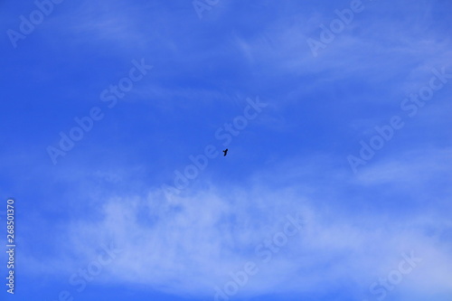eagle flying in the blue sky