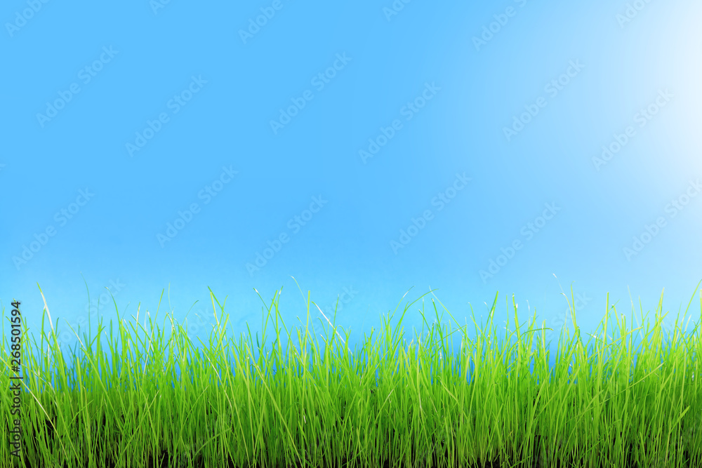Trawa zielona na tle niebieskiego nieba. - obrazy, fototapety, plakaty 