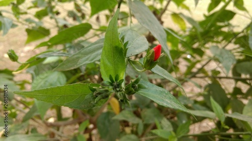 Wild flawers photo