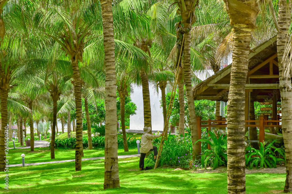 Vietnam. Cam Ranh. a gardener in overalls climbed the ladder along a tree trunk and cuts off old dried palm leaves